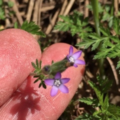 Gilia clivorum