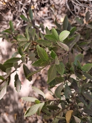 Azara alpina