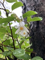 Styrax redivivus