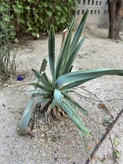 Agave