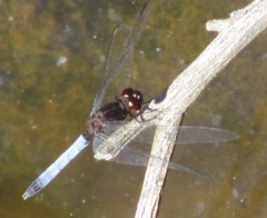 Erythrodiplax basifusca