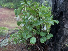 Styrax redivivus