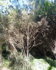 Callistemon