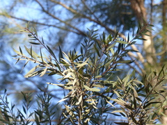 Callistemon