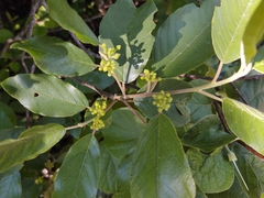 Callicarpa acuminata