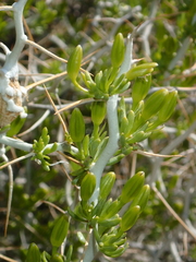 Tetradymia