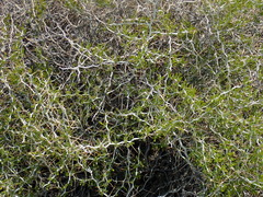 Tetradymia