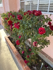 Rosa
