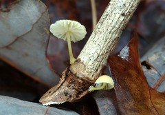 Mycena carolinensis