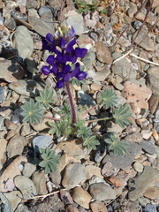 Lupinus shockleyi