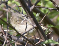 Corthylio calendula calendula