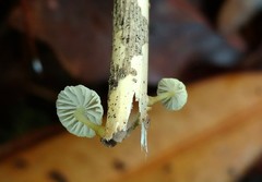 Mycena carolinensis