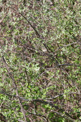 Corthylio calendula calendula