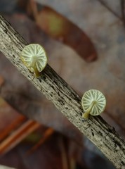 Mycena carolinensis