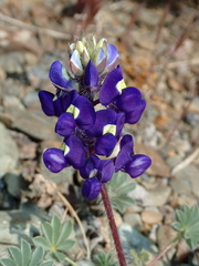 Lupinus shockleyi