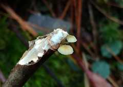 Mycena carolinensis