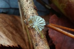 Mycena carolinensis