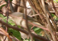 Corthylio calendula calendula