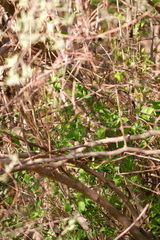 Corthylio calendula calendula