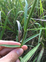 Physostegia angustifolia