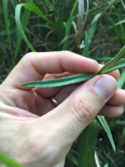 Physostegia angustifolia