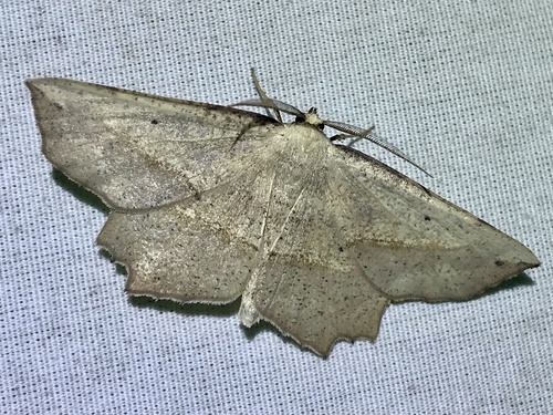 Obtuse Euchlaena Moth photo 2