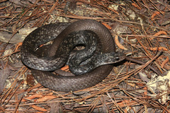 Coluber constrictor etheridgei