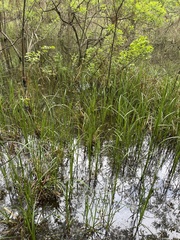 Carex hyalinolepis