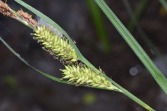 Carex hyalinolepis