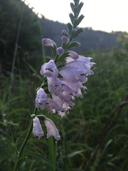 Physostegia angustifolia
