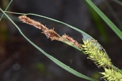 Carex hyalinolepis