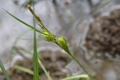 Carex hyalinolepis