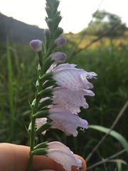 Physostegia angustifolia