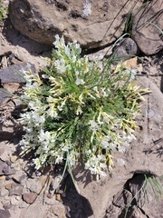 Astragalus debequaeus