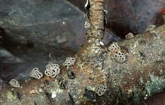 Stromatocyphella conglobata