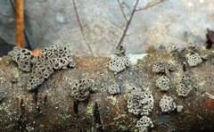 Stromatocyphella conglobata