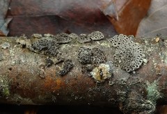 Stromatocyphella conglobata