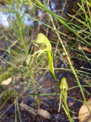 Pterostylis daintreana