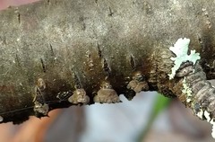 Stromatocyphella conglobata