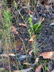 Pterostylis daintreana