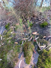 Pterostylis daintreana