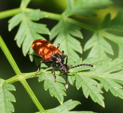 Lemodes atricollis