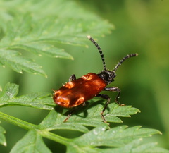 Lemodes atricollis