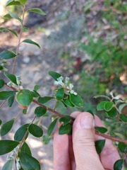 Grevillea mucronulata