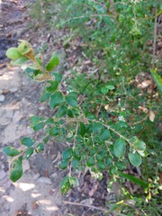 Grevillea mucronulata