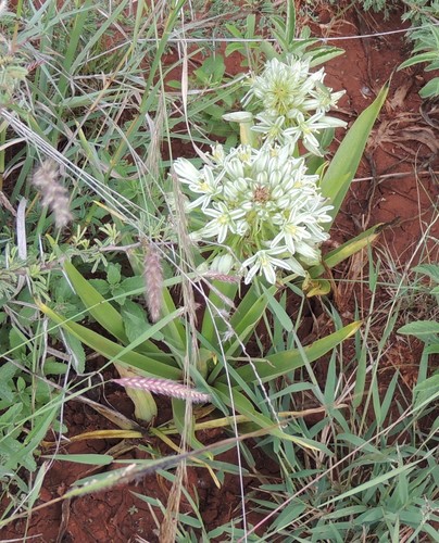 Albuca donaldsonii image