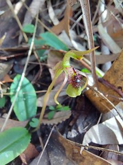 Chiloglottis seminuda