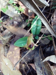 Chiloglottis seminuda