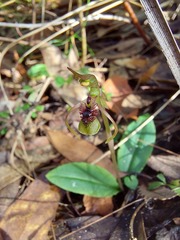 Chiloglottis seminuda