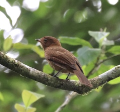 Rhytipterna holerythra